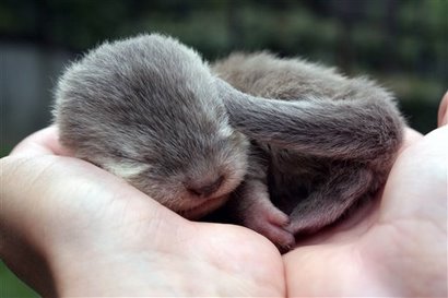 a baby otter, curled up in a pair of cupped white hands