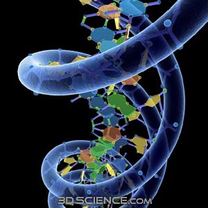 [3d_model_DNA_w_phosphate_1.jpg]