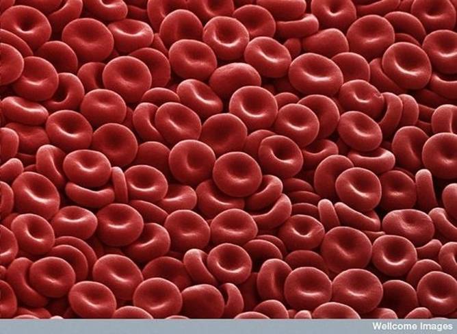 [CELULAS+VERMELAS+DO+SANGUE.jpg]
