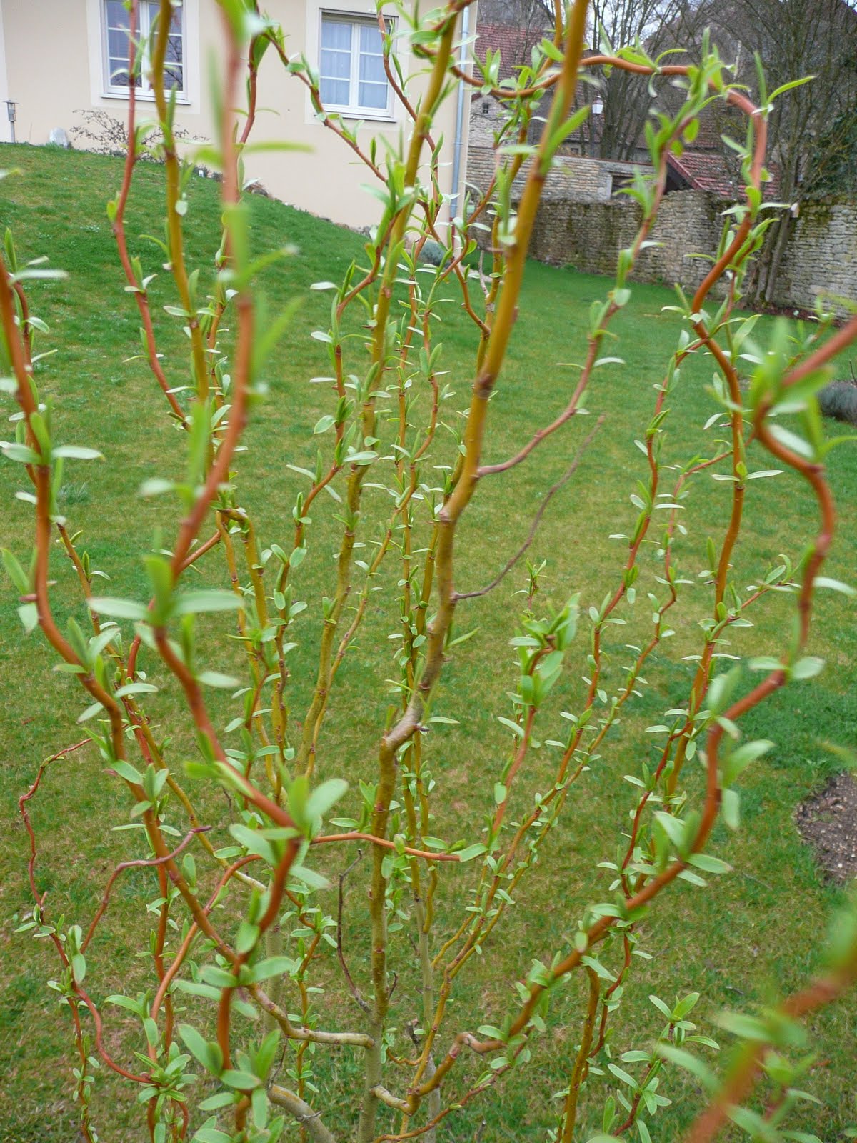 planter un salix