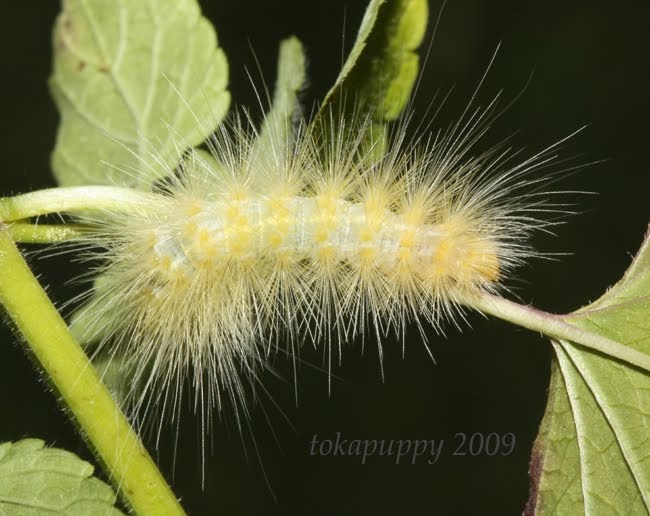 Wild into Suburbia Daily Photo Yellow Fuzzy Caterpillar