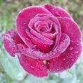 mawar_pink
