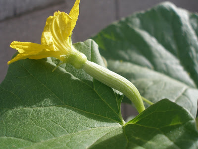 Armenian Cucumber