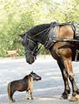 big&little horse