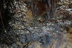 Jonathan Henderson's Photos - Timbalier Island, Port Fourchon (Louisiana) August 16, 2010