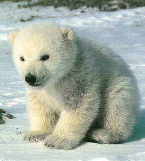 [urso_polar01.jpg]