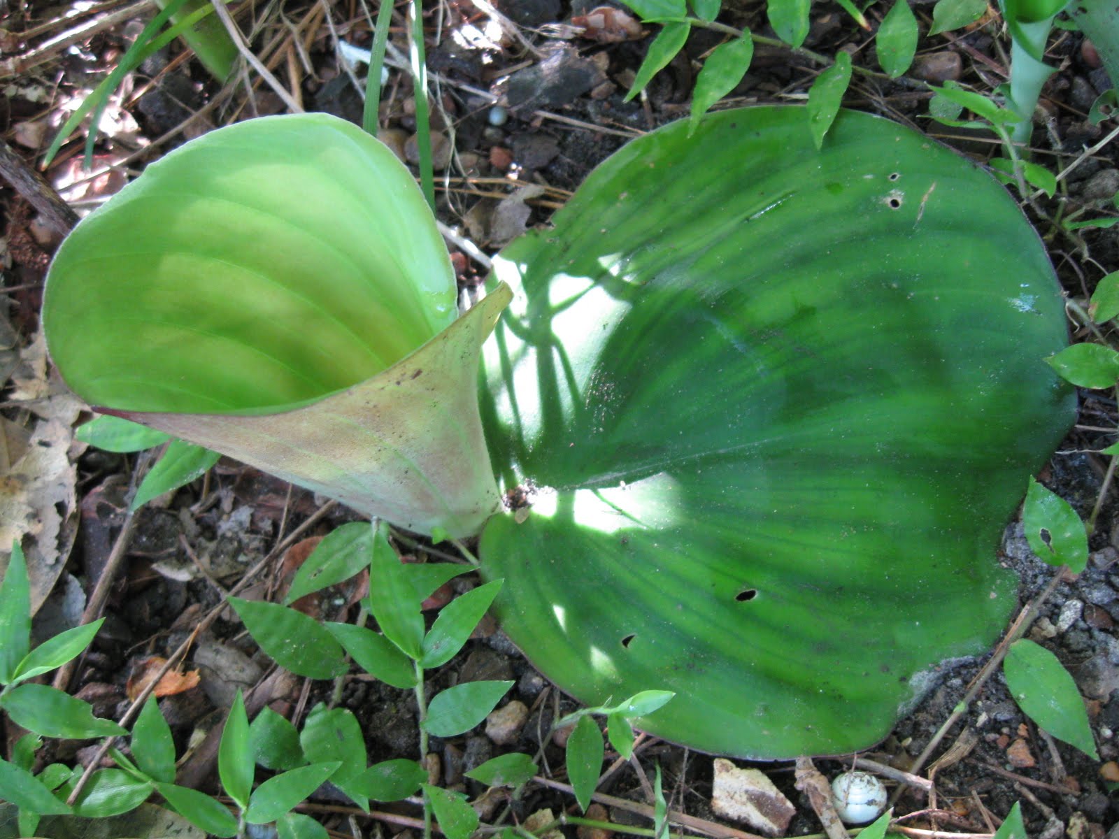 Tropical Texana What's Your Garden's Most Unusual Plant?