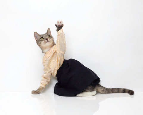 [cat2_blog.jpg]