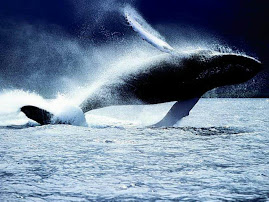 BALLENA