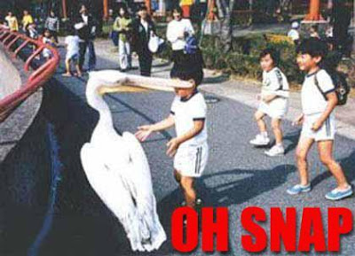 oh+snap+pelican.jpg