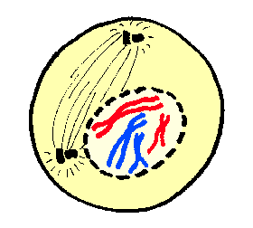prophase 1 prophase 1
