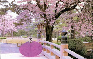 படம் பார்த்து கதை சொல்லுங்கள் Cherry+blossoms+in+japan