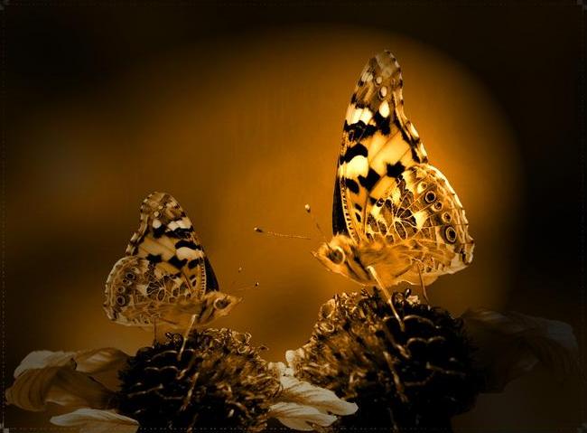 [mariposasnegras.JPG]