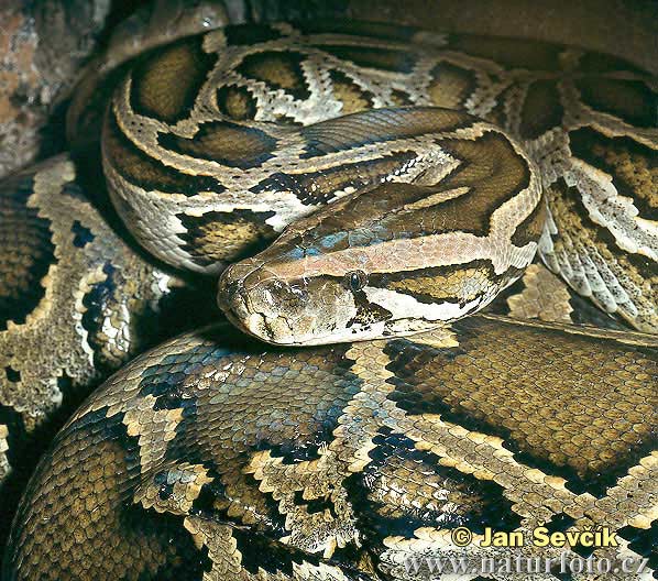 [burmese-python--python-molurus-3.jpg]