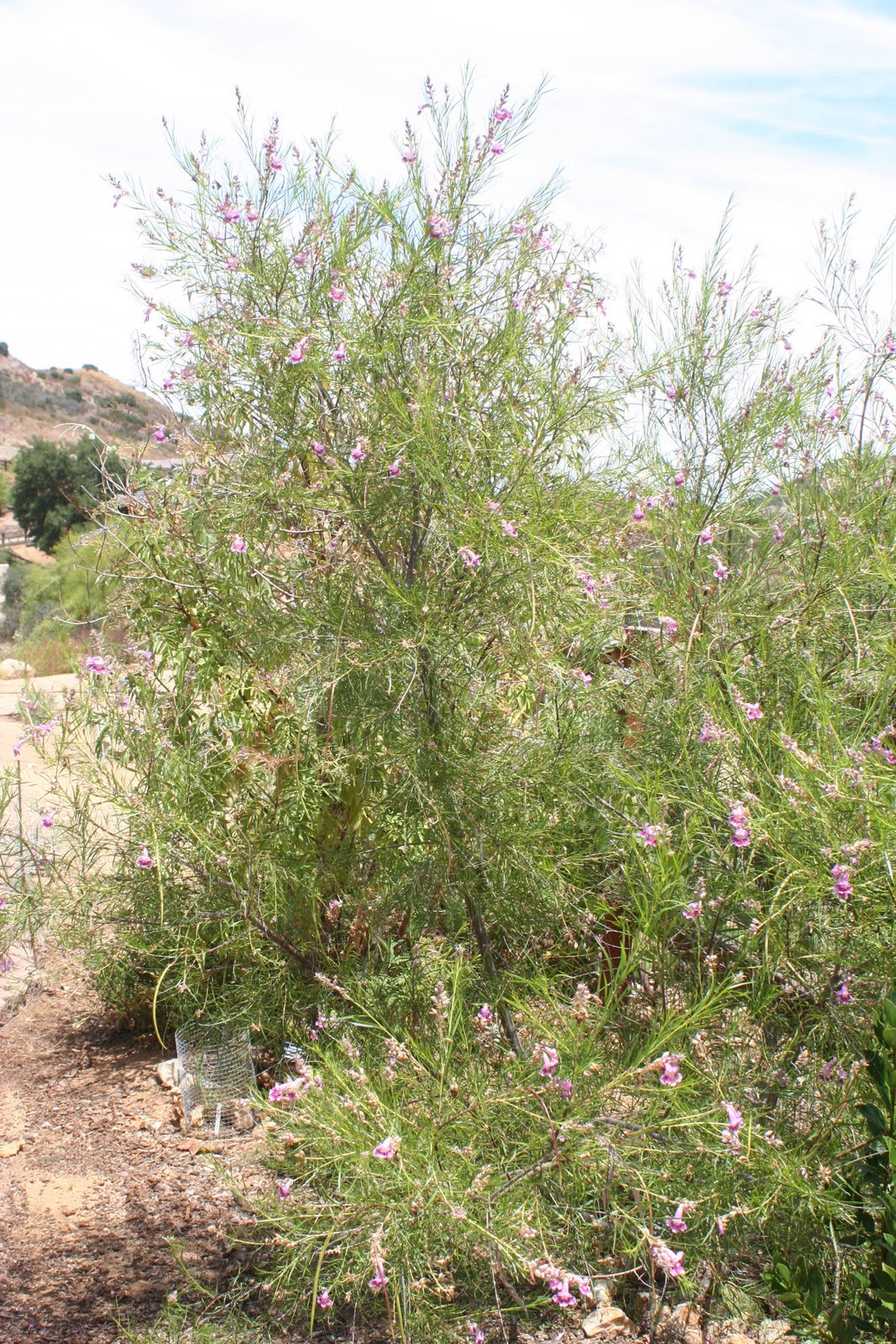 Desert Willow Park