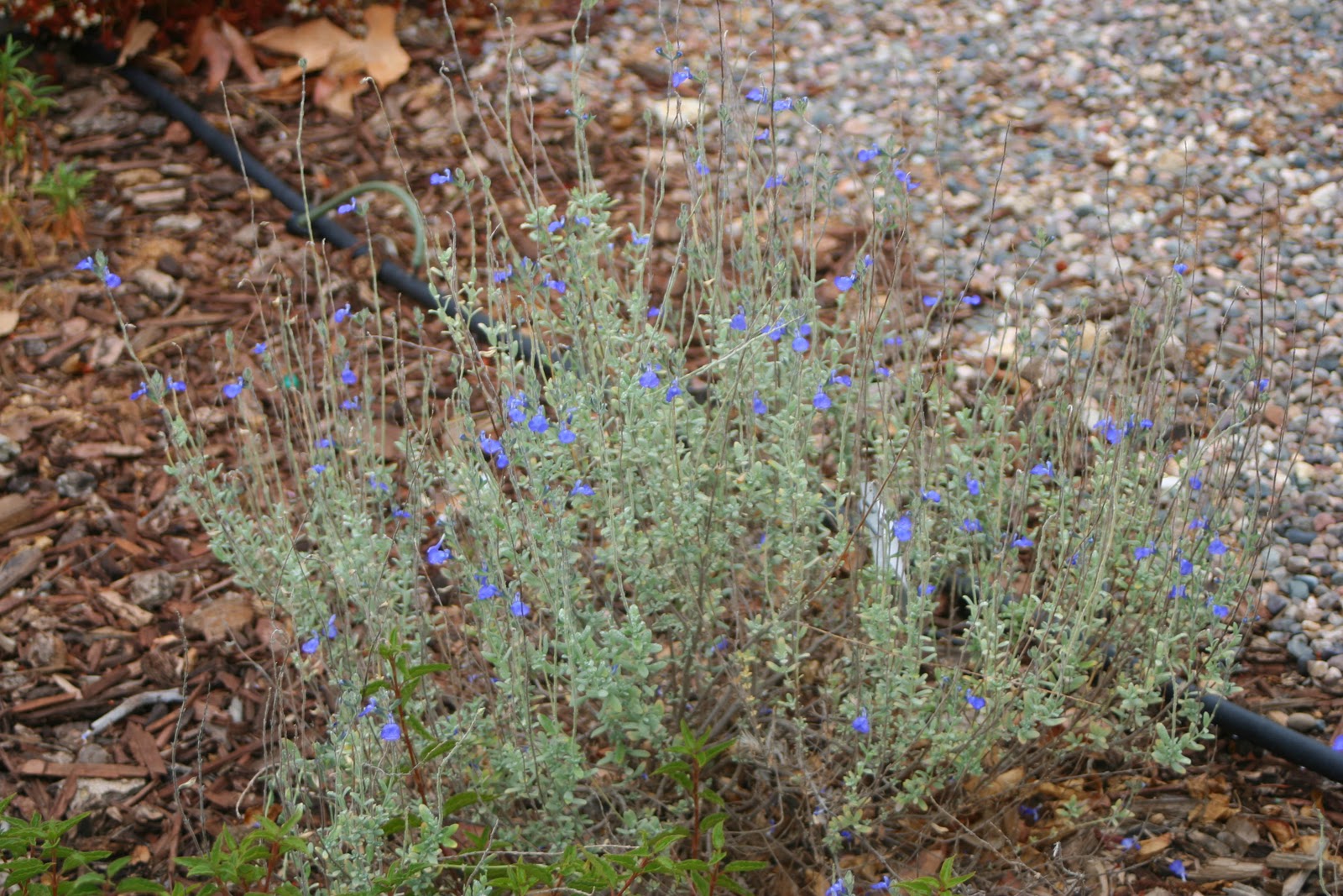 Mexican Blue Sage