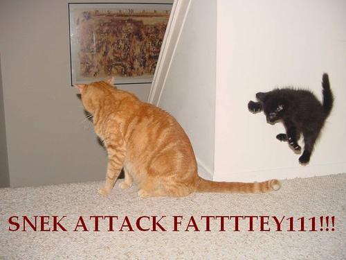 [kitty.jpg]