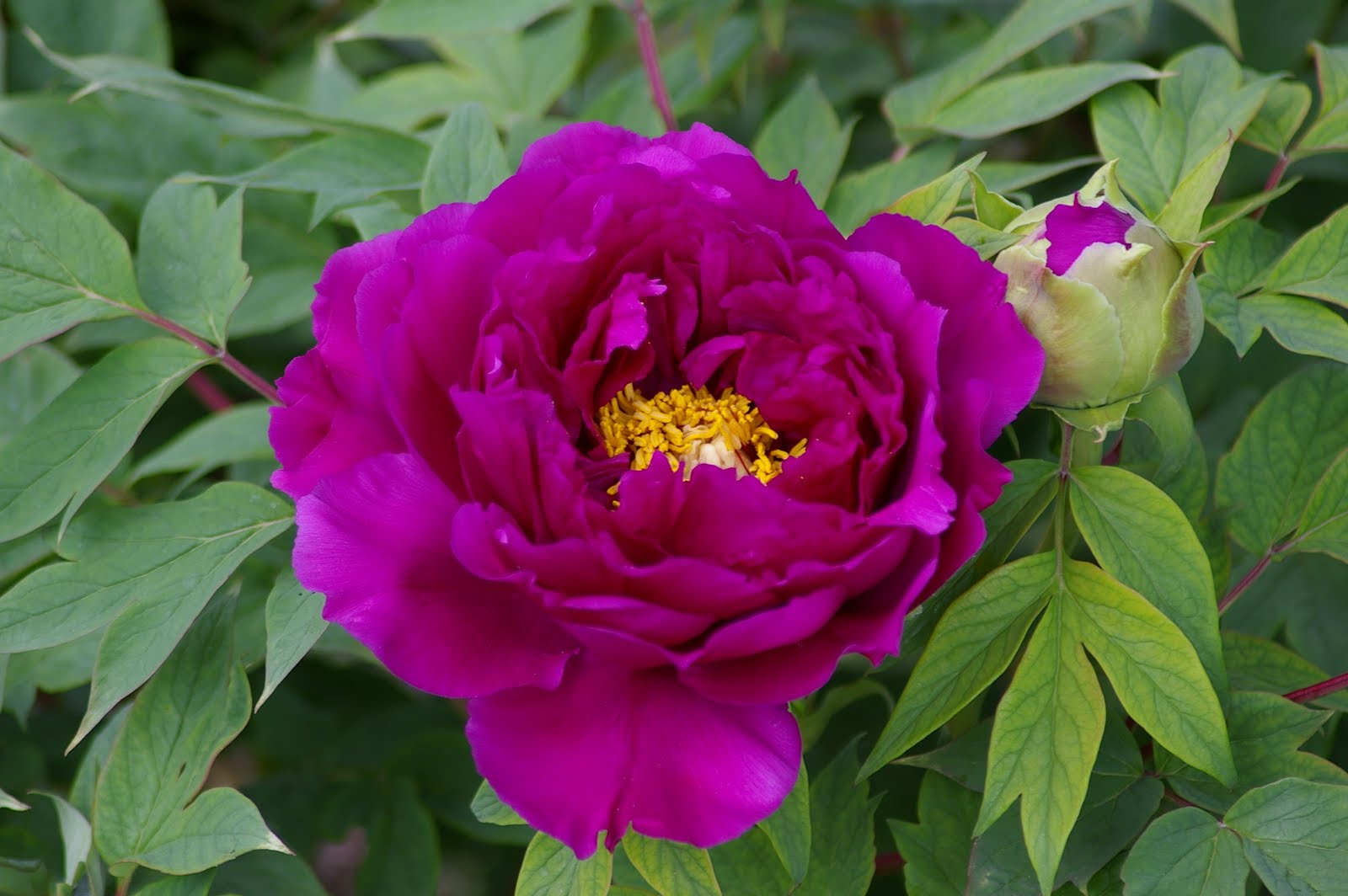 Great Bulbs and Perennials Tree Peonies are blooming
