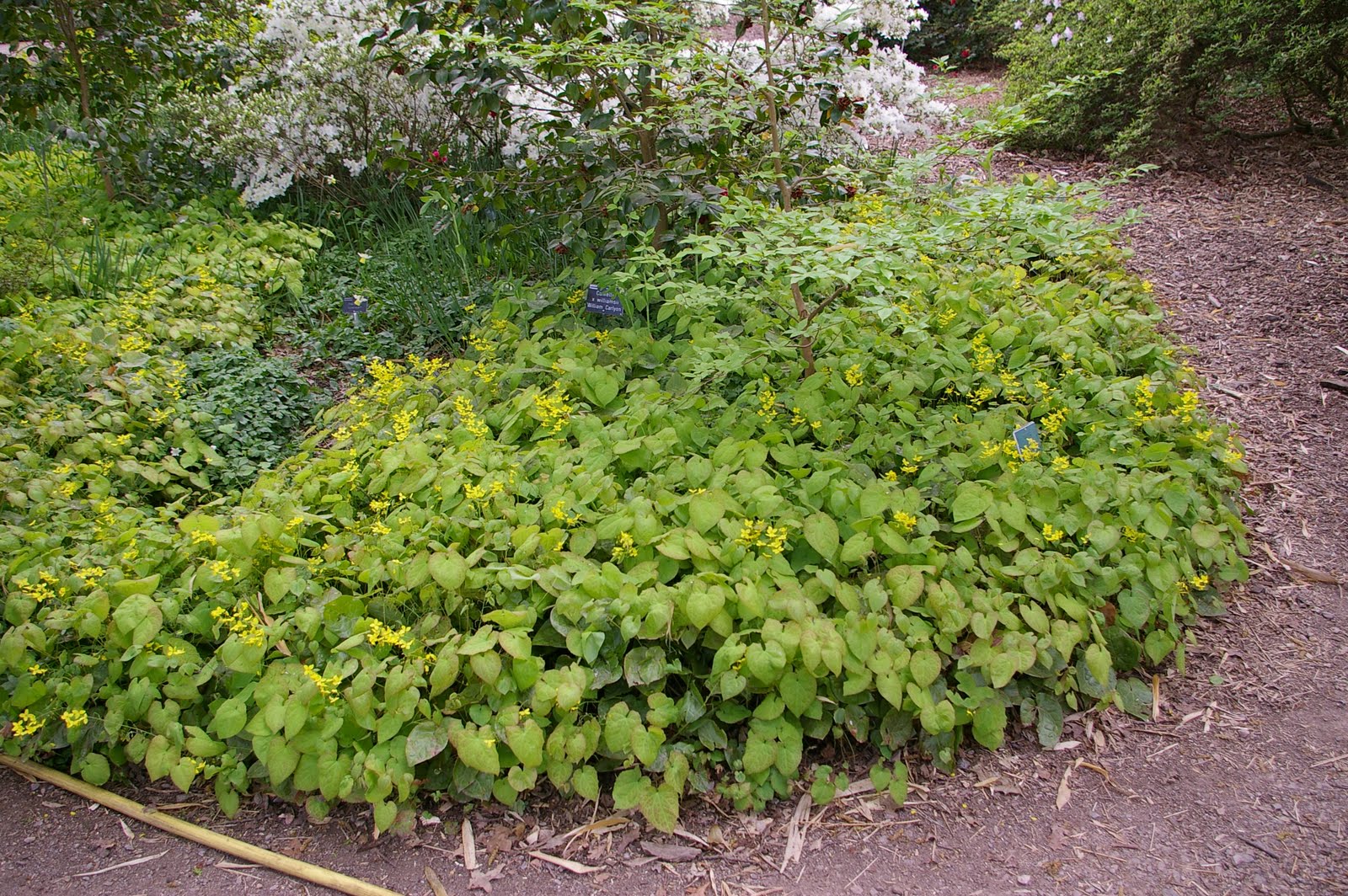 Great Bulbs and Perennials Epimedium the Overlooked Ground Cover