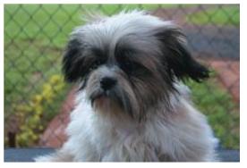 [shihtzu_orelha_errado.jpg]