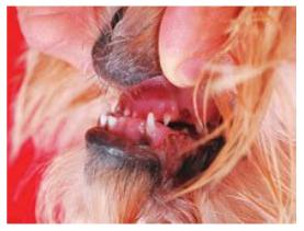[shihtzu_mordedura_errado.jpg]