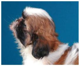 [shihtzu_cabeca_errado2.jpg]
