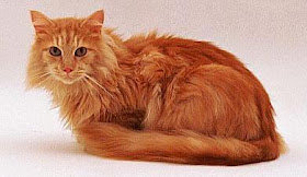 red angora cat