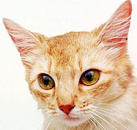 Kitty Cat Meow Somali Longhaired Cats