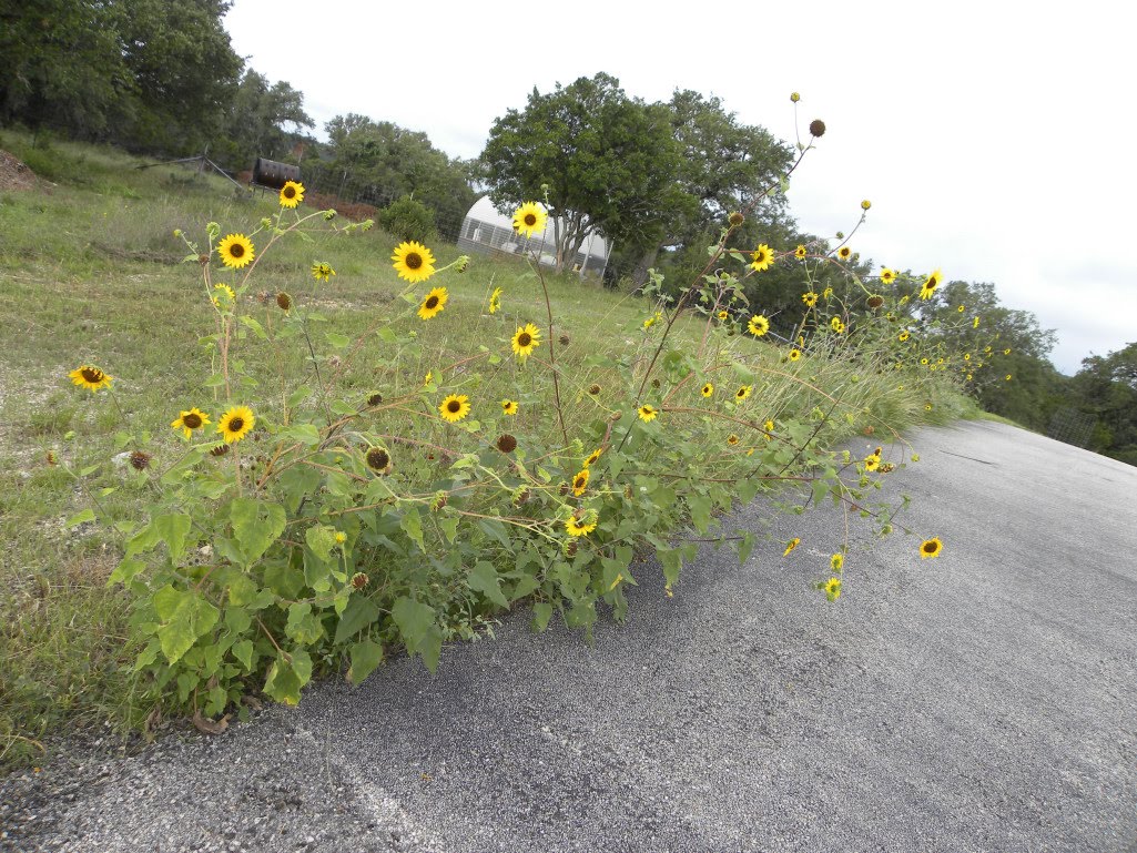 Diane's Texas Garden Wild Sunflowers
