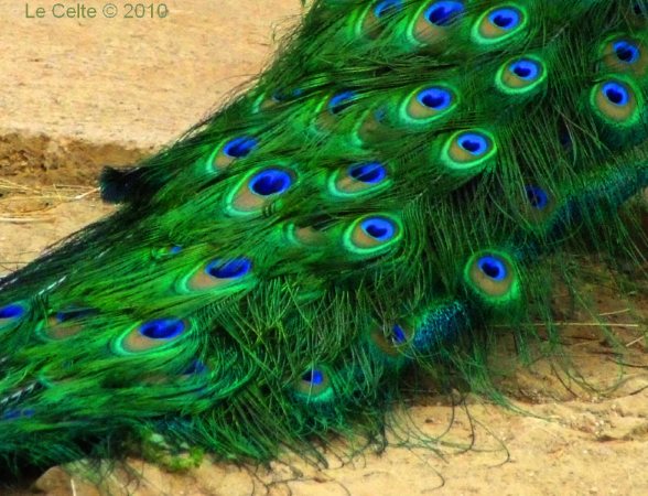plume de pan