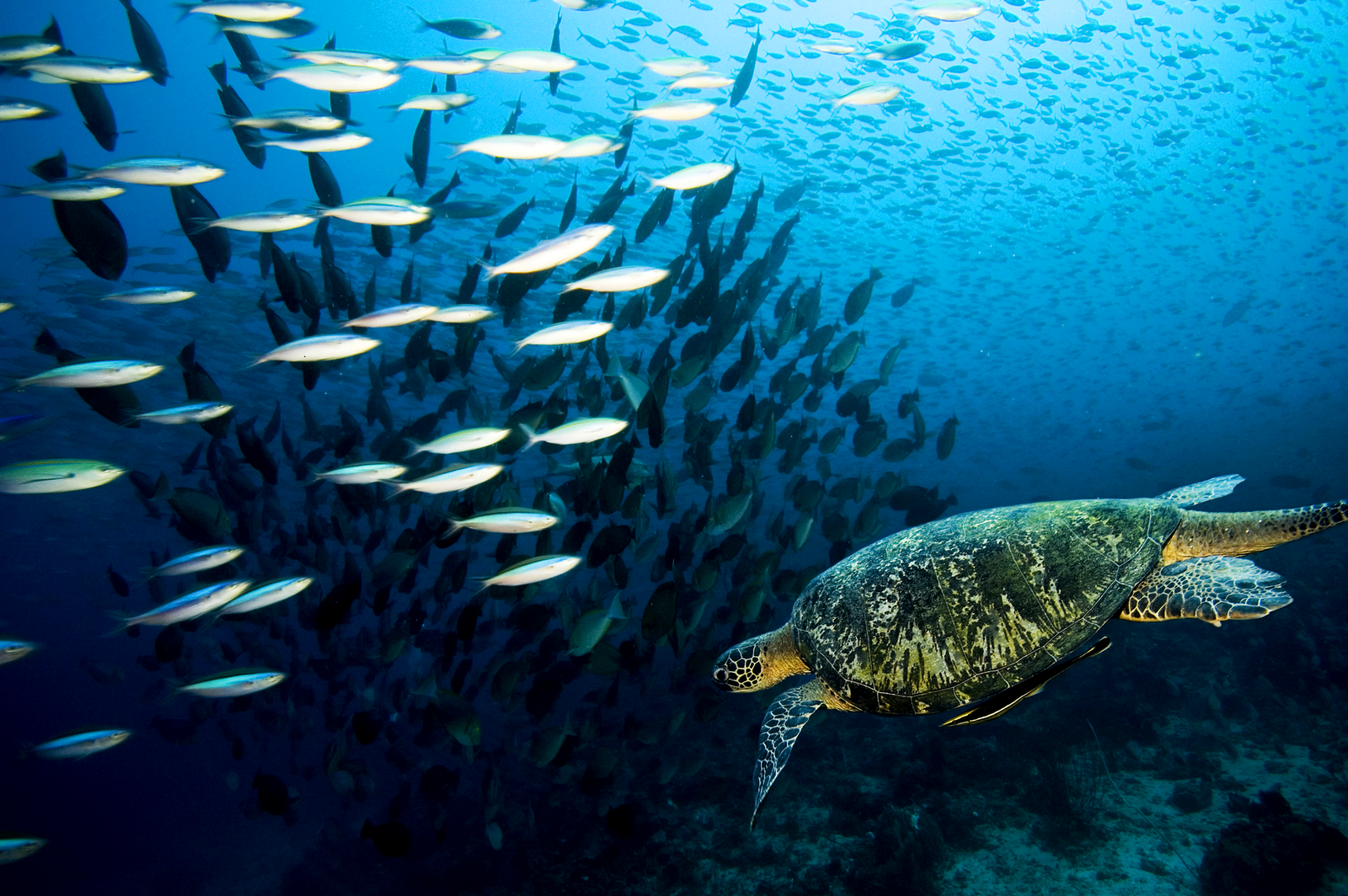 Best Wallpapers: Sea Turtle Wallpapers