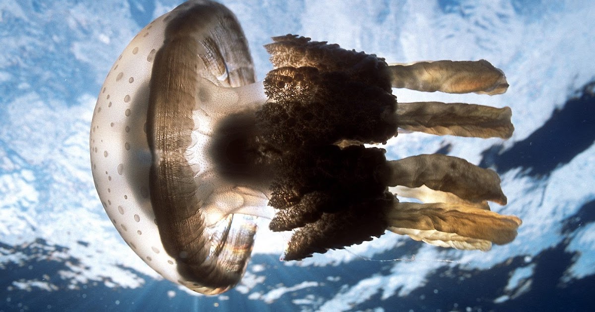 Best Wallpapers: Jellyfish Wallpapers