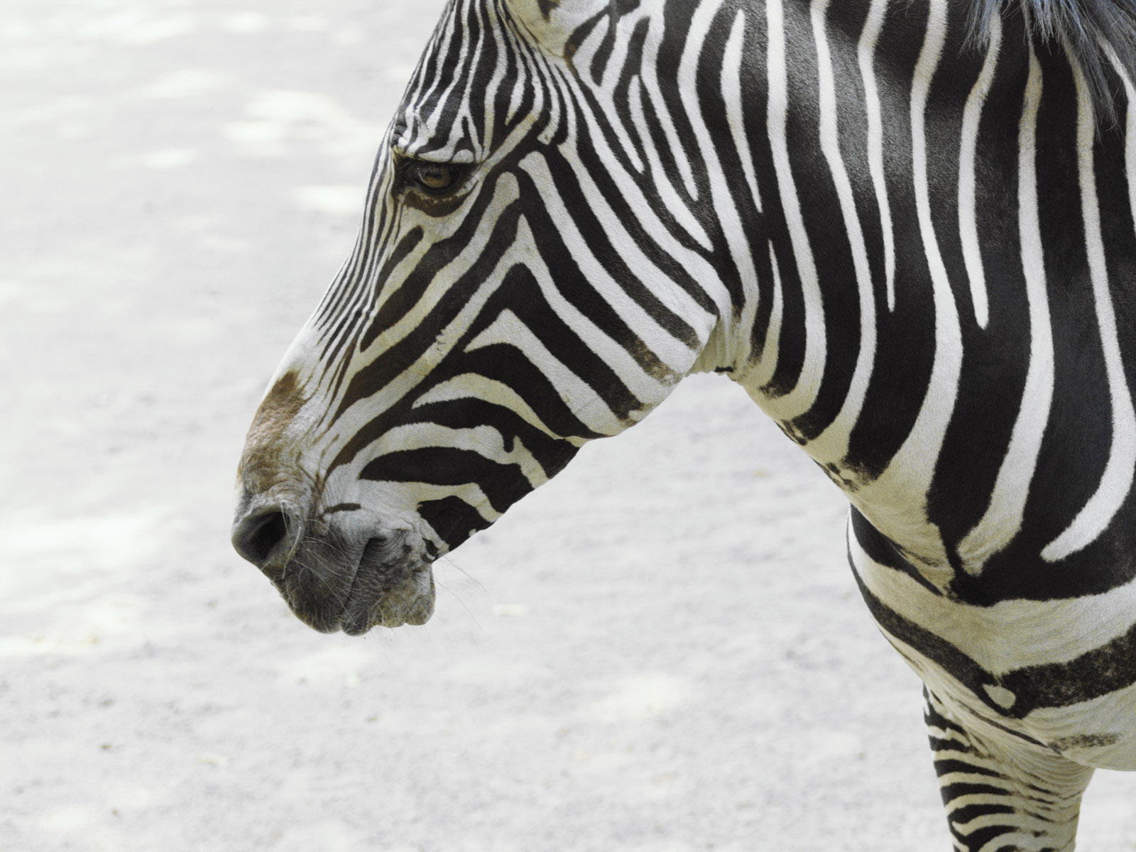 http://3.bp.blogspot.com/_sRGU_JXOz6E/TRfcete4sgI/AAAAAAAAAm4/4FfF2Jee48U/s1600/zebra+wallpaper+%252861%2529.jpg
