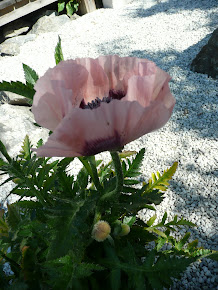 Papaver orientale "Coral Reef"