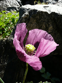 Papaver Somniferum