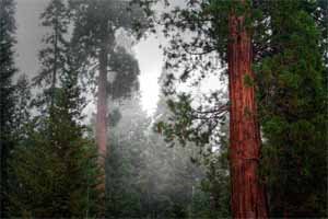 [Foggy+Sequoia-small-a.jpg]