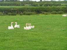 Country Walk