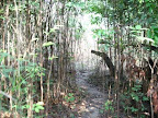 Le petit chemin dans la jungle deja empreinte par des milliers de touristes avant moi
