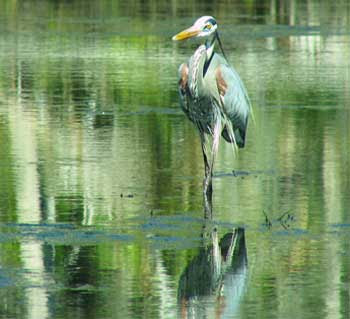 Heron in the mangroves