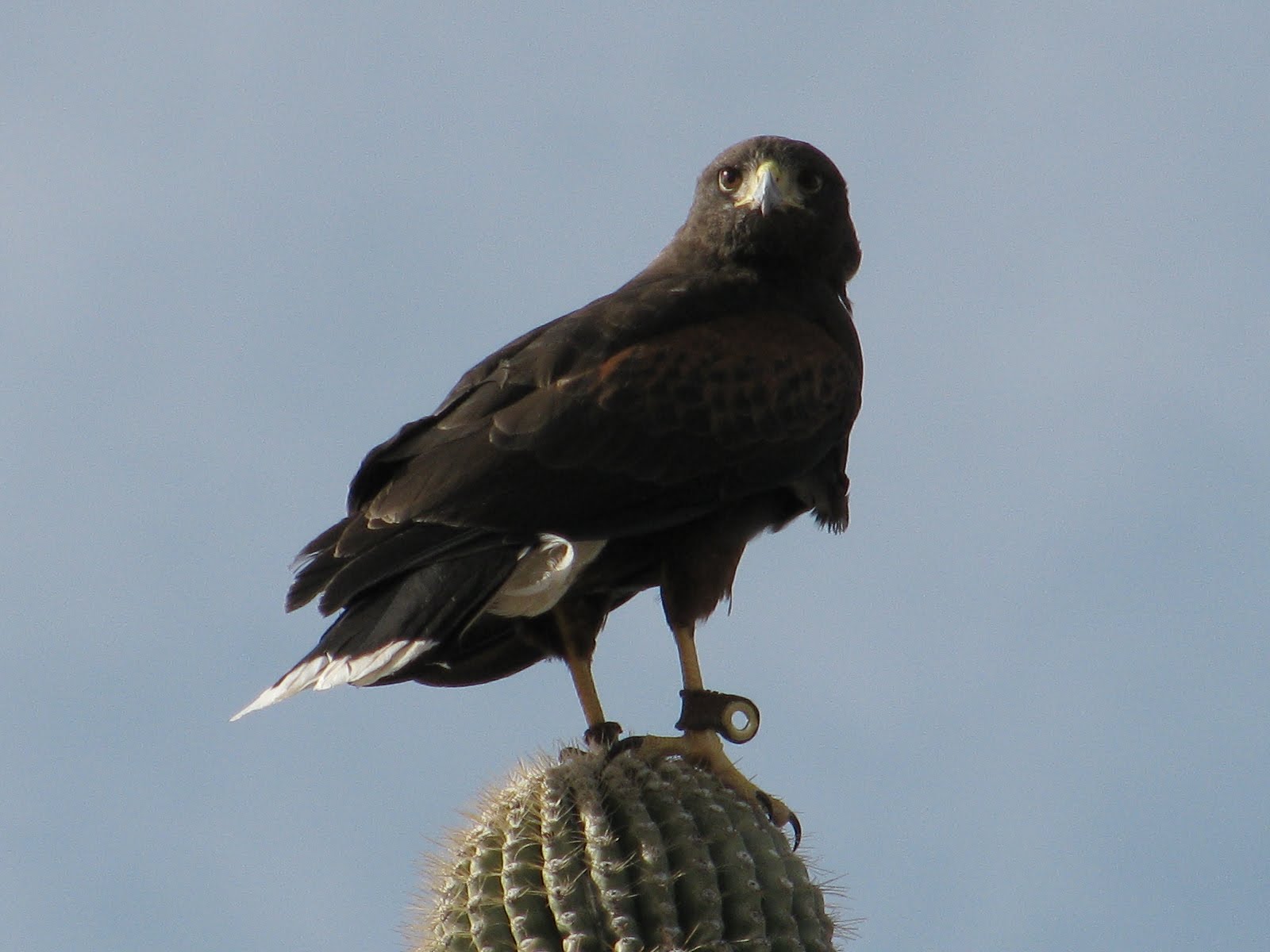 [Desert+Museum+Dec+09+039.JPG]