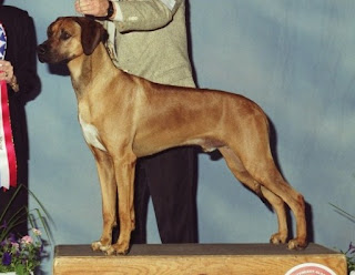 adili rhodesian ridgebacks