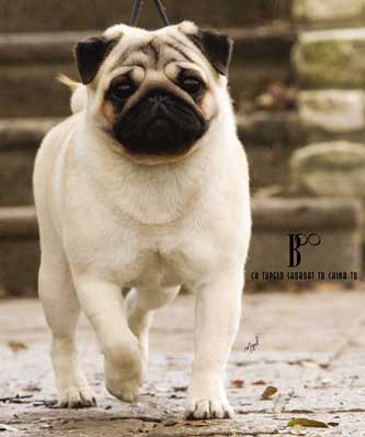 pug talk magazine image gallery show pugs pug talk magazine image gallery show pugs
