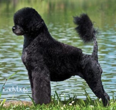 Lady Luck Dog Grooming Lady Luck Dog Grooming