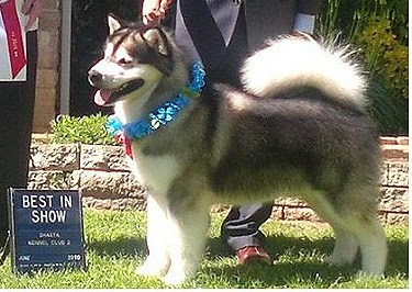 Dog for adoption - Handsome Hiro, a Klee Kai & Alaskan Malamute Mix in Long  Beach, CA