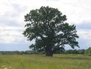 [oak+tree.jpg]