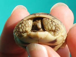 Teeny Tiny Tummy Walking Tortoise