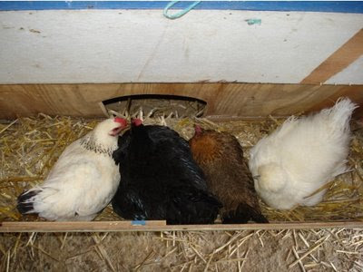Broody Hen