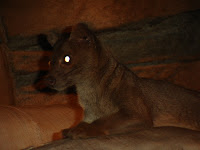 Load Handler Review Care For Hydrangea Endless Summer