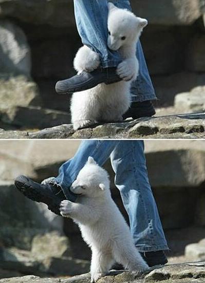 Savage Polar Bear
