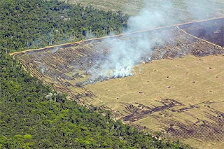 desmatamento da Amazônia